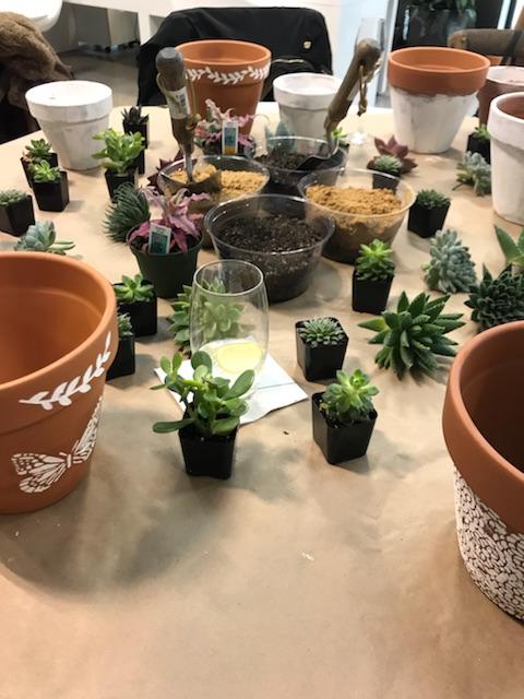 Classico Limewash + Terracotta Pots - ROMABIO